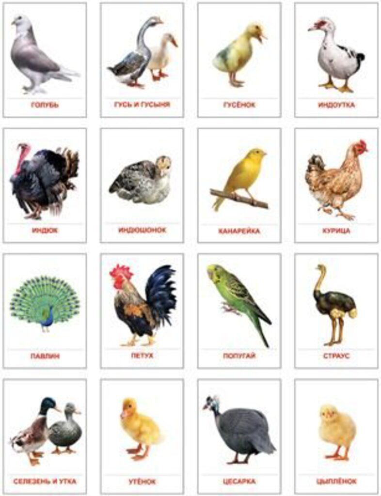 Картинки демонстрационные "Птицы домашние и декоративные" 63*87мм 16 карточек