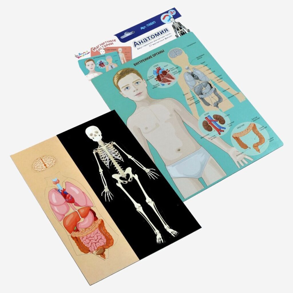 Игра магнитная "Анатомия" с полем 3+