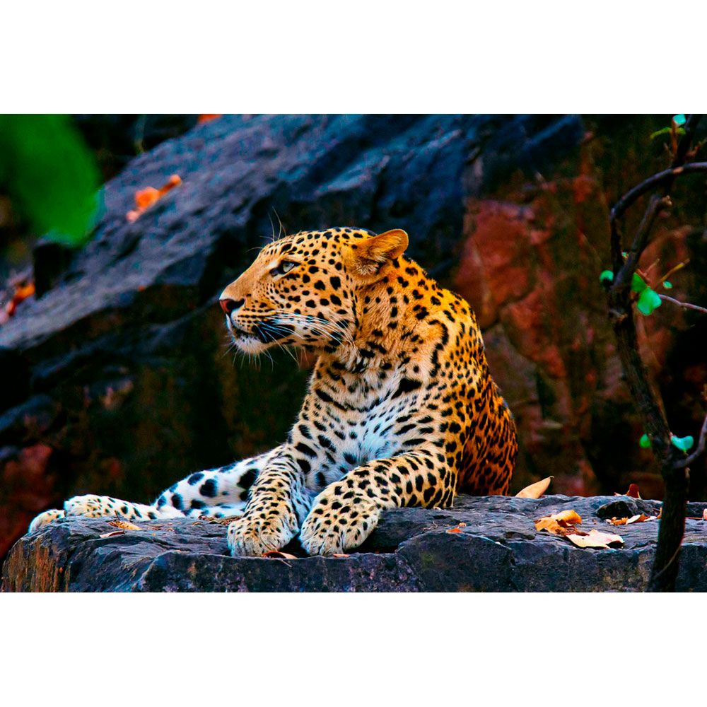 Картина по номерам на холсте 30*40см "Леопард на скале"