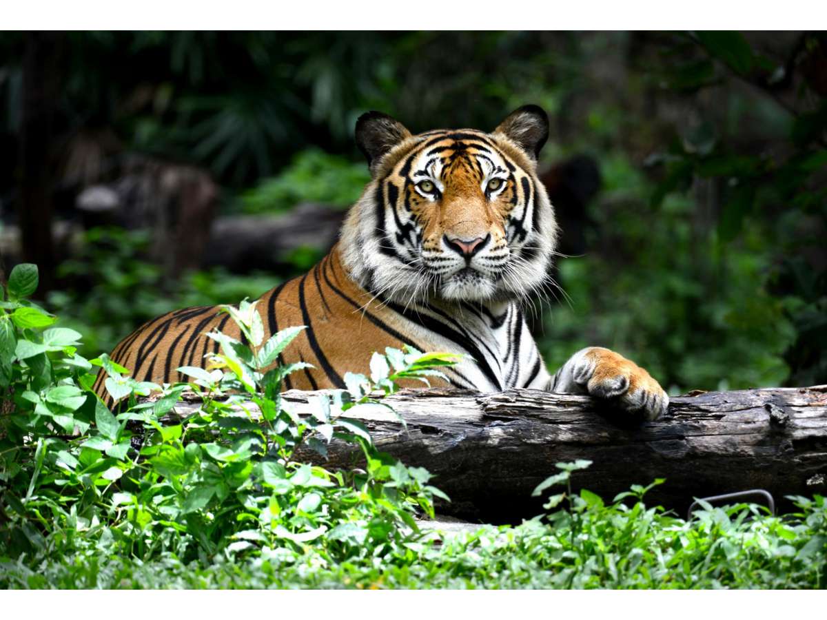 Картина по номерам на холсте 30*40см "Могучий тигр"
