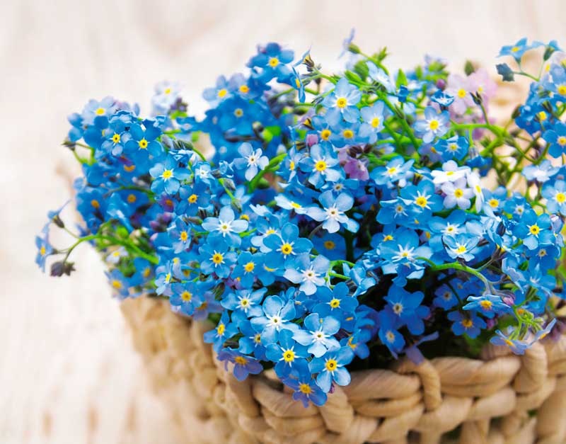 Календарь Трио  295*720мм на 2025г.  Незабудки