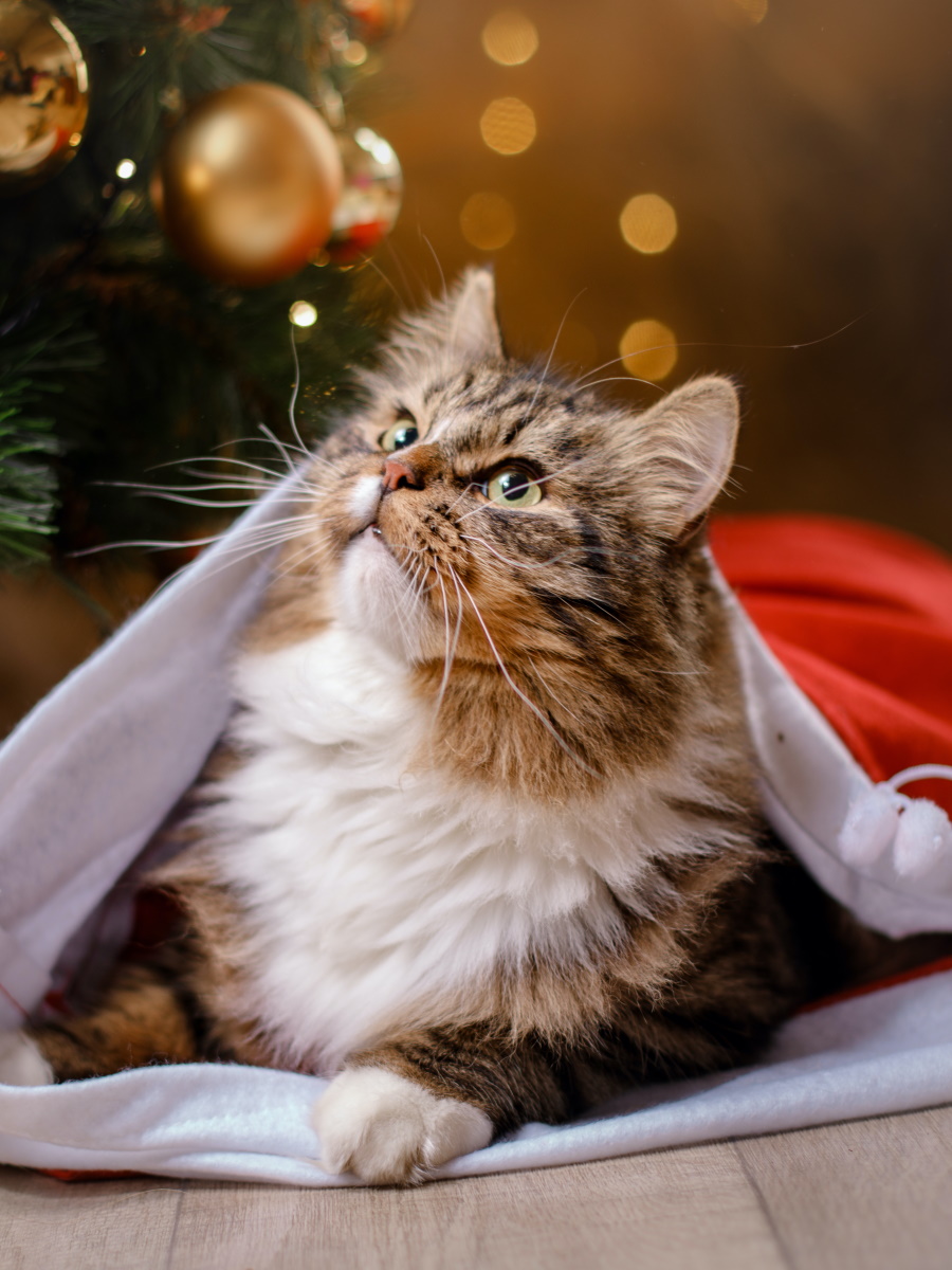 Мозаика алмазная по номерам на холсте 30*40см "Усатый подарок" с подрамником