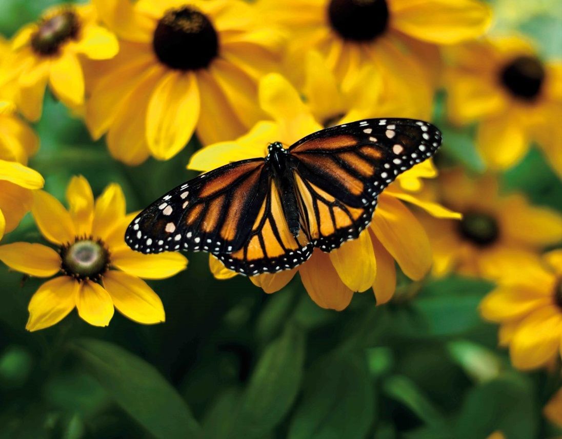 Календарь Трио металл+объем  295*720мм на 2026г. Бабочка на желтом