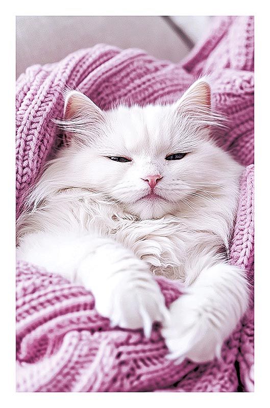 Открытка А5 "Кошка"