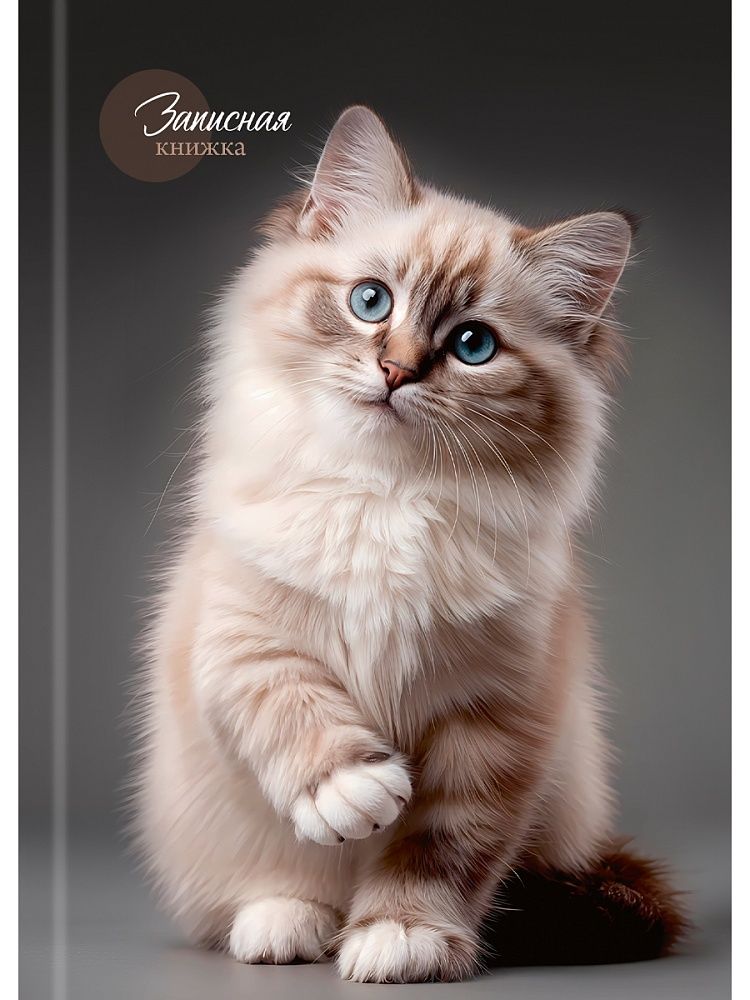 Блокнот А5 7БЦ 160л "Красивый кот - 1" кл., глянц.лам., лен