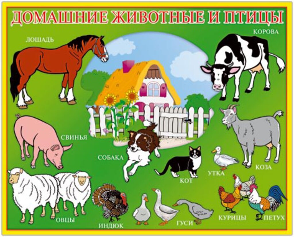 Плакат 50*70см "Домашние животные и птицы"