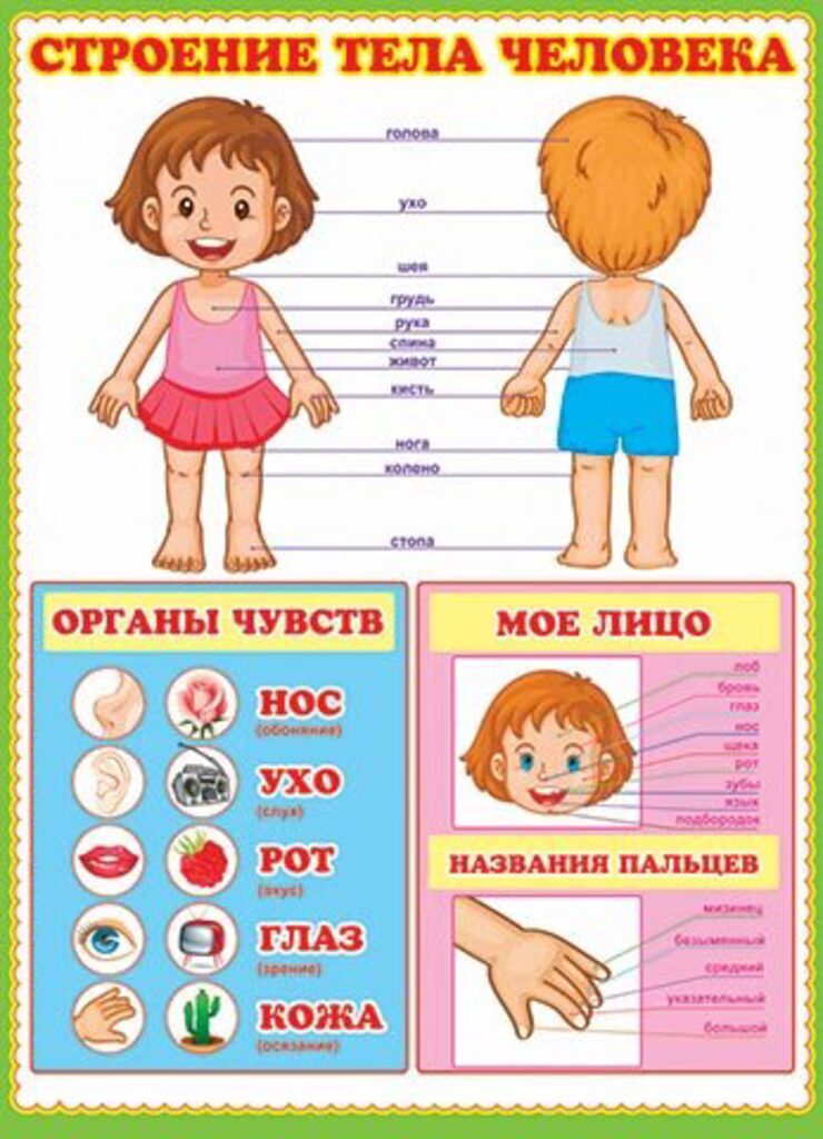 Плакат 50*70см "Строение тела человека"