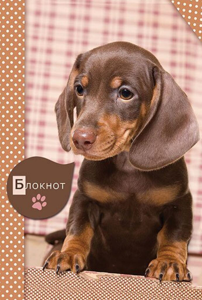 Блокнот А6  80л  "Коричневый щенок" гребень, кл.